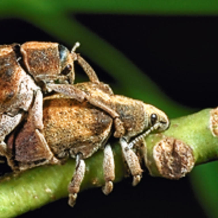 Australian Gum Tree Weevil