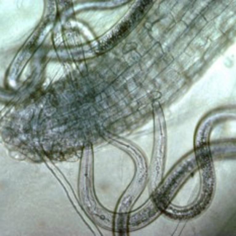 Sting Nematode