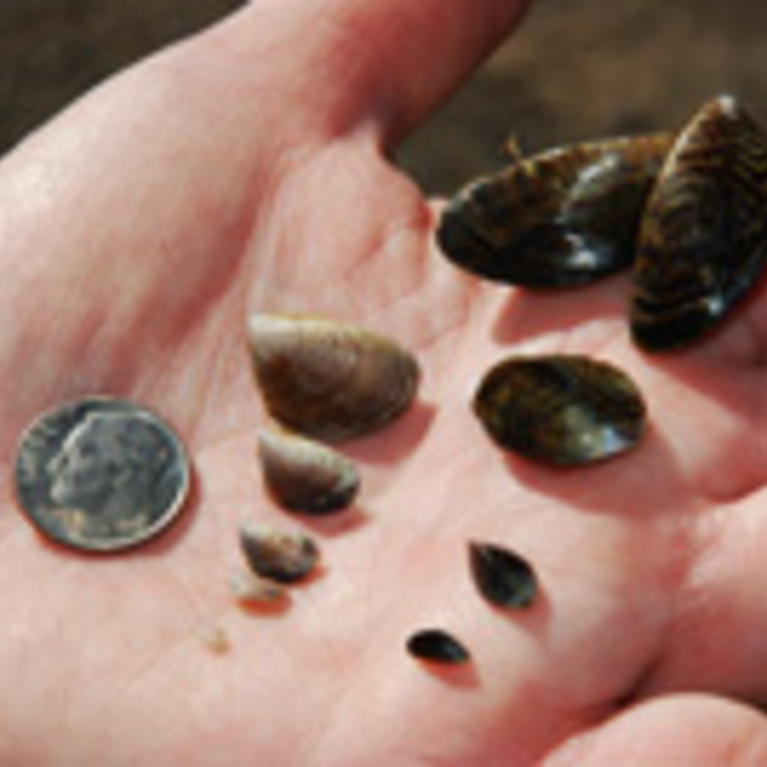 Quagga & Zebra Mussles