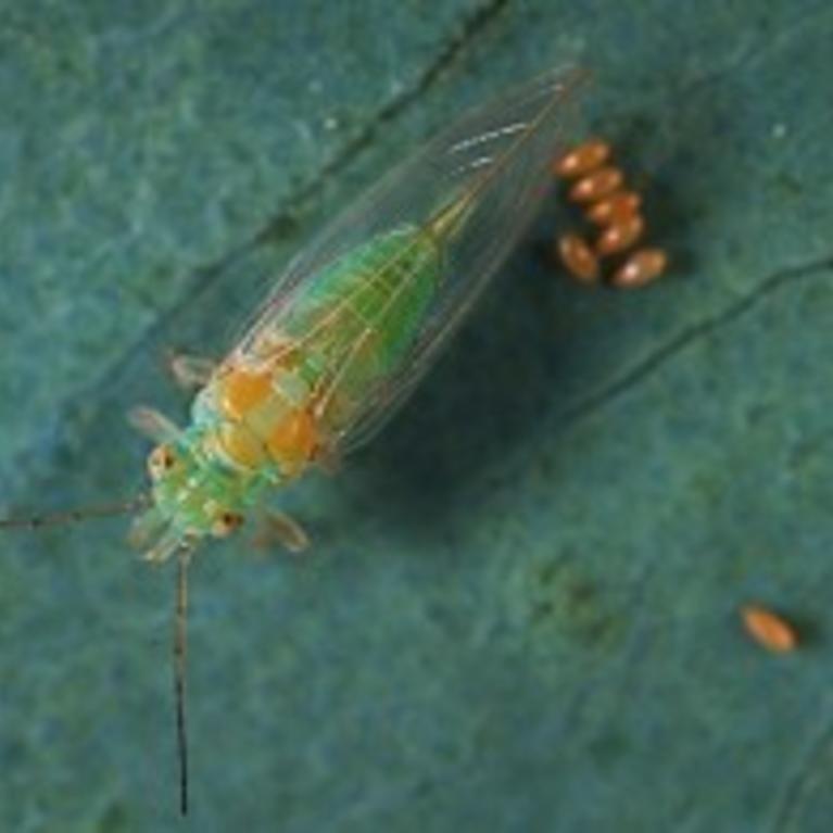 Red Gum Lerp Psyllid