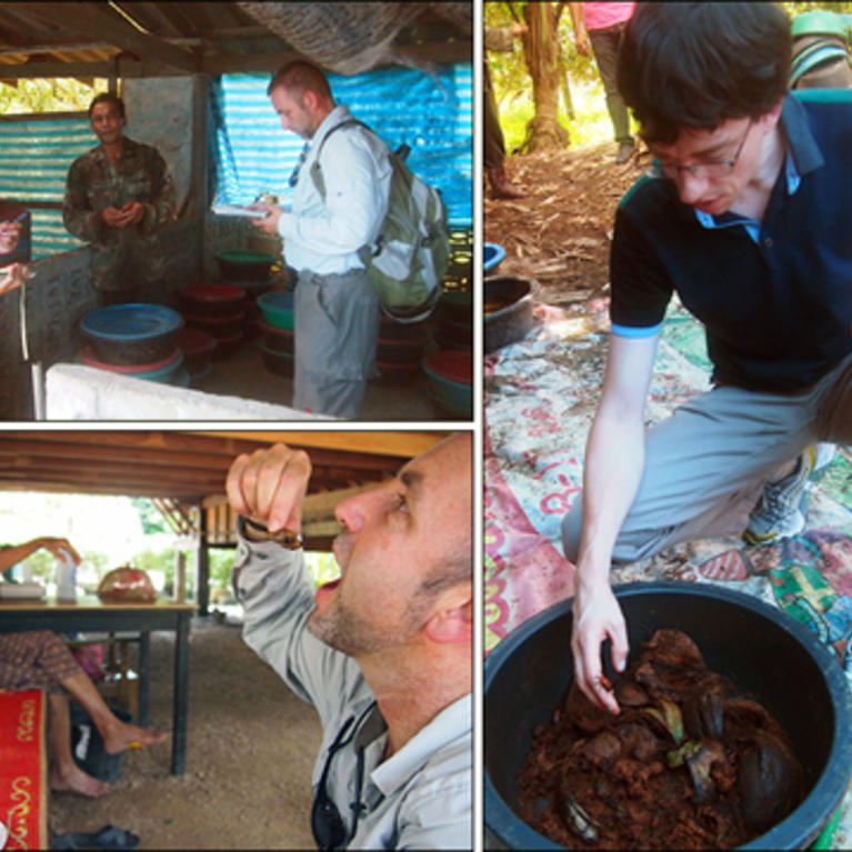 red palm weevil farm thailand