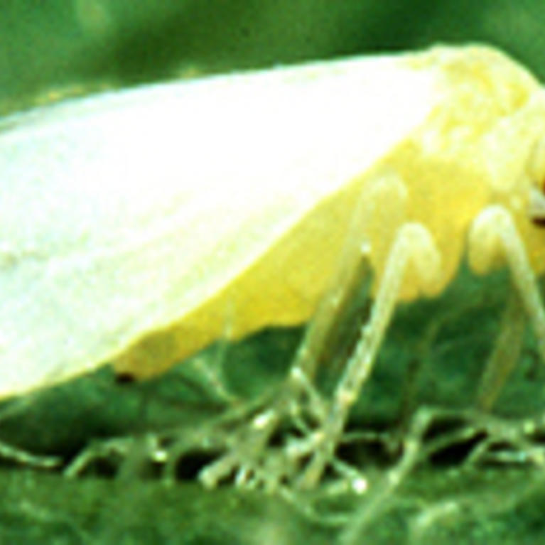 Silverleaf Whitefly