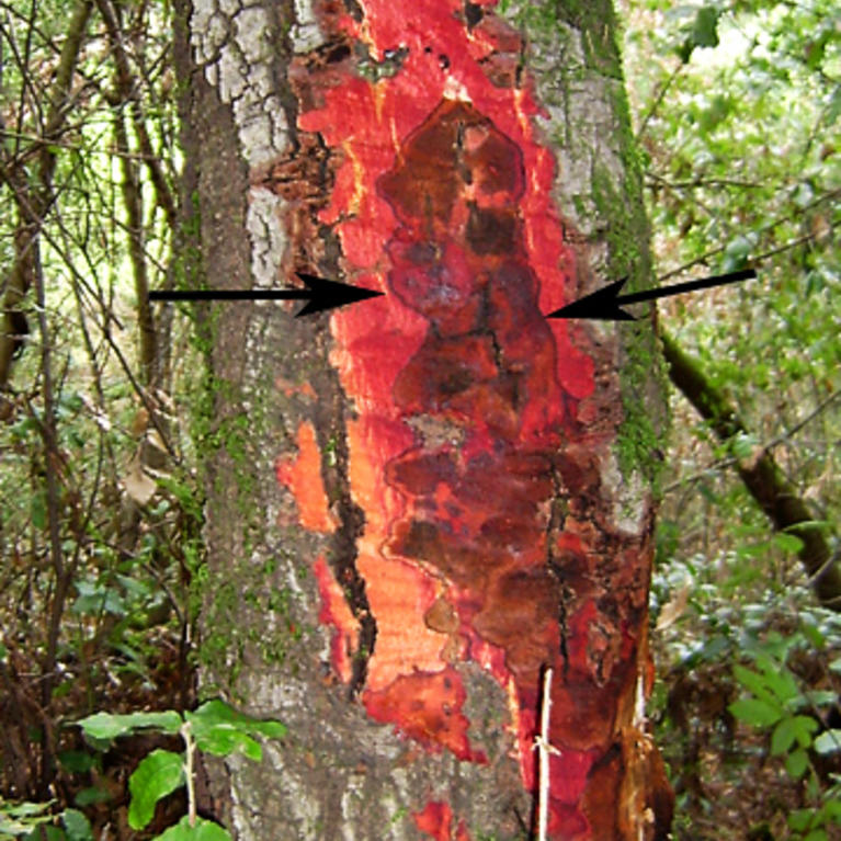 Sudden Oak Death