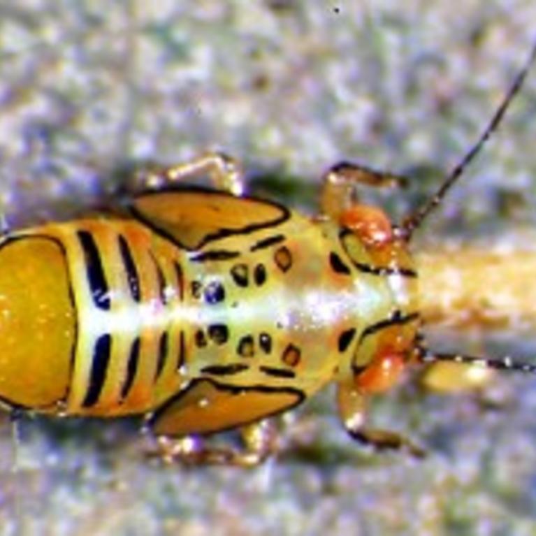 Tipu Psyllid