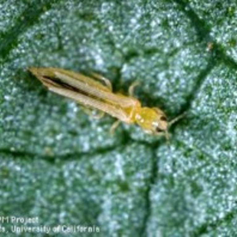 Western Flower Thrips