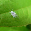 Asian Wooly Hackberry Aphid