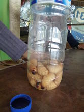 Harvest of Red Palm Weevil larvae waiting to be cooked
