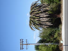 infested palm (c) CISR/CNAS