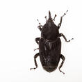 Palmarum