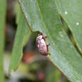 Eucalyptus Leaf Beetle (c) Cindy Calisher