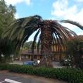 infested palm