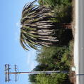 infested palm (c) CISR/CNAS