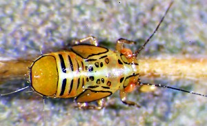 Tipu Psyllid