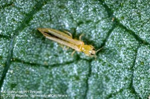 Western Flower Thrips