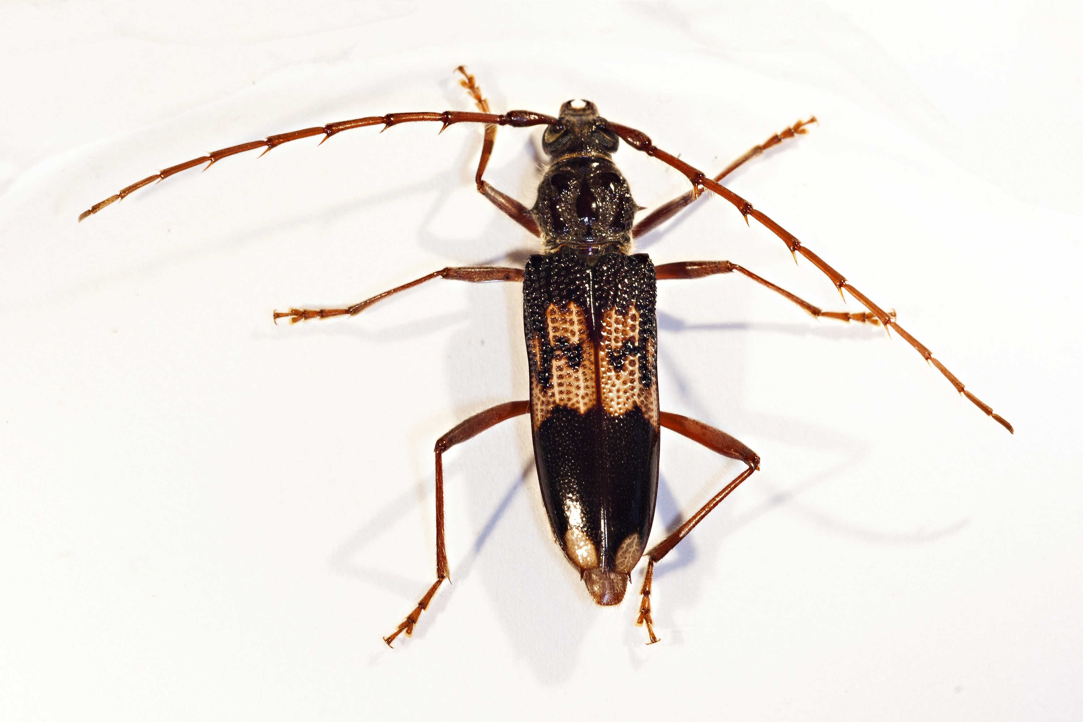 Eucalyptus Longhorned Borer | Center For Invasive Species Research